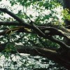 Great hornbill at Khao Yai National Park in Thailand