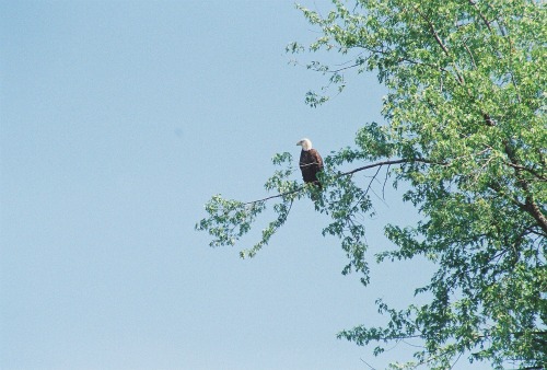 WiscOut6 Bald Eagle Wisconin River