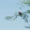 Bald Eagle Wisconsin River