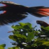 Scarlet macaws Corcovado