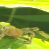 Manual Antonio National Park Costa Rica tarantula