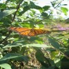 Monarch butterfly