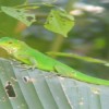 Green iguana Manuel Antonio