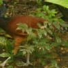 Female great currosow Corcovado