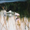 Roseatte spoonbill Florida Everglades