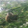 Squirrel monkey Corcovado Costa Rica