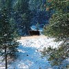 Buffalo at Custer State Park wildlife loop