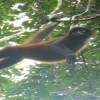 Spider monkey
