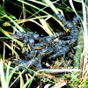 Baby alligators Everglades National Park