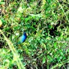 Purple gallinule Florida Everglades