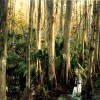 Sal palmetto and cypress Florida