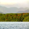 Scarlet ibis Caroni Swamp