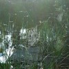Quetico spider webs