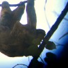 Three-toed sloth Costa Rica