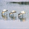 Wood storks Everglades National Park Florida