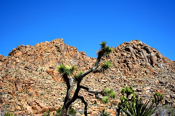 114 Joshua Tree National Park