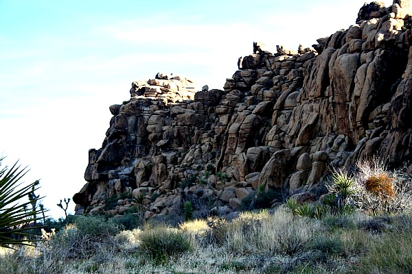 158 Joshua Tree National Park