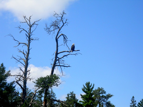 baldeagle Bald eagle Quetico