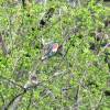 Eastern bluebirds