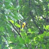 Violaceous trogon