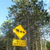 Bear crossing