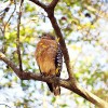 Broad-winged hawk Florida