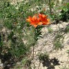 Wood lily in Sleeping Bear Dunes