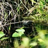 Everglades alligator