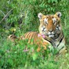 Tiger at Bandipur