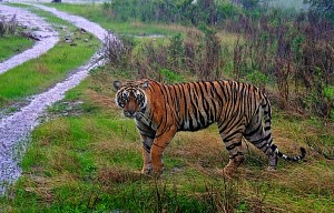 Beautiful tiger in Nagarhole National Park - All photos courtesy of Thrillophilia