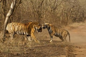 Two tigers at Ranthambore National Park