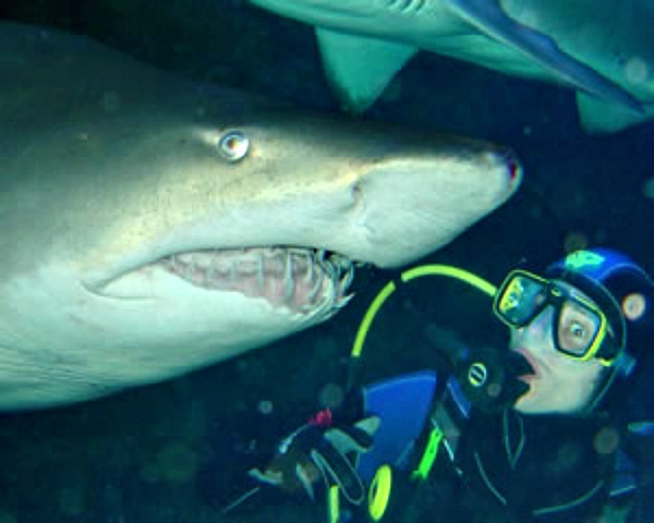 Shark diving Sydney