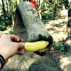 Elephants Chiang Mai Thailand