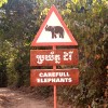 Elephant crossing at Angkor Wat