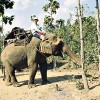 Chiang Mai elephant
