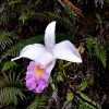 Bach Ma Vietnam orchid