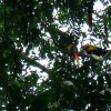 Scarlet macaws Corcovado