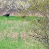 Wild turkeys Wisconsin