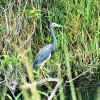 heron everglades
