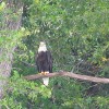 Bald eagle Wisconsin River