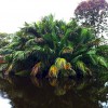 Georgetown Guyana Botanic Gardens
