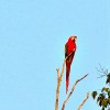 Green-winged Macaw