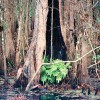 Highlands Hammock State Park