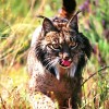 Lynx Doñana