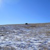 Buffalo Custer State Park