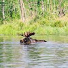 Quetico Provinicial Park bull moose