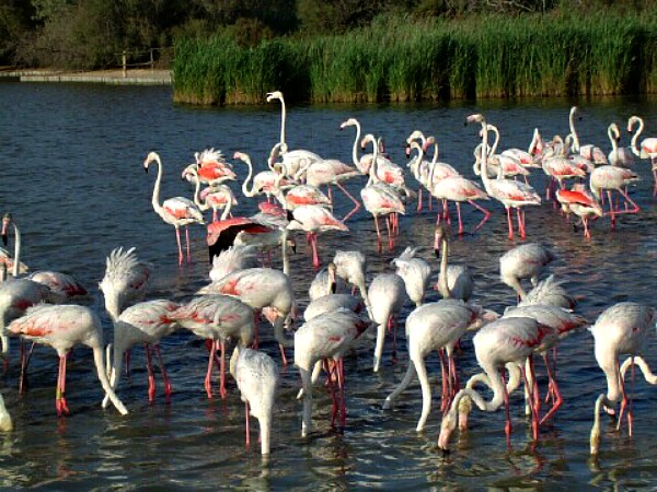 Flamingos France