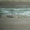 American crocodile