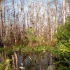 Big Cypress