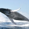 Humpback whale jumping